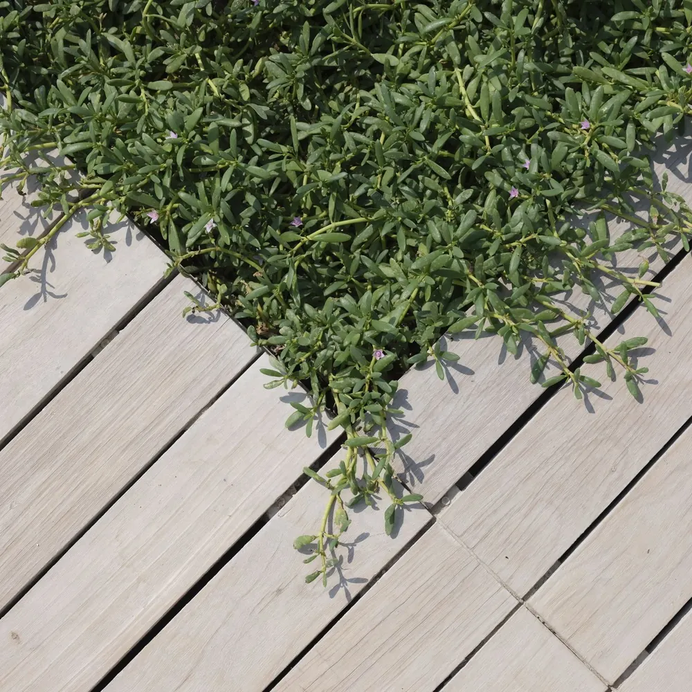 Pale decking boards laid diagonally next to low planting