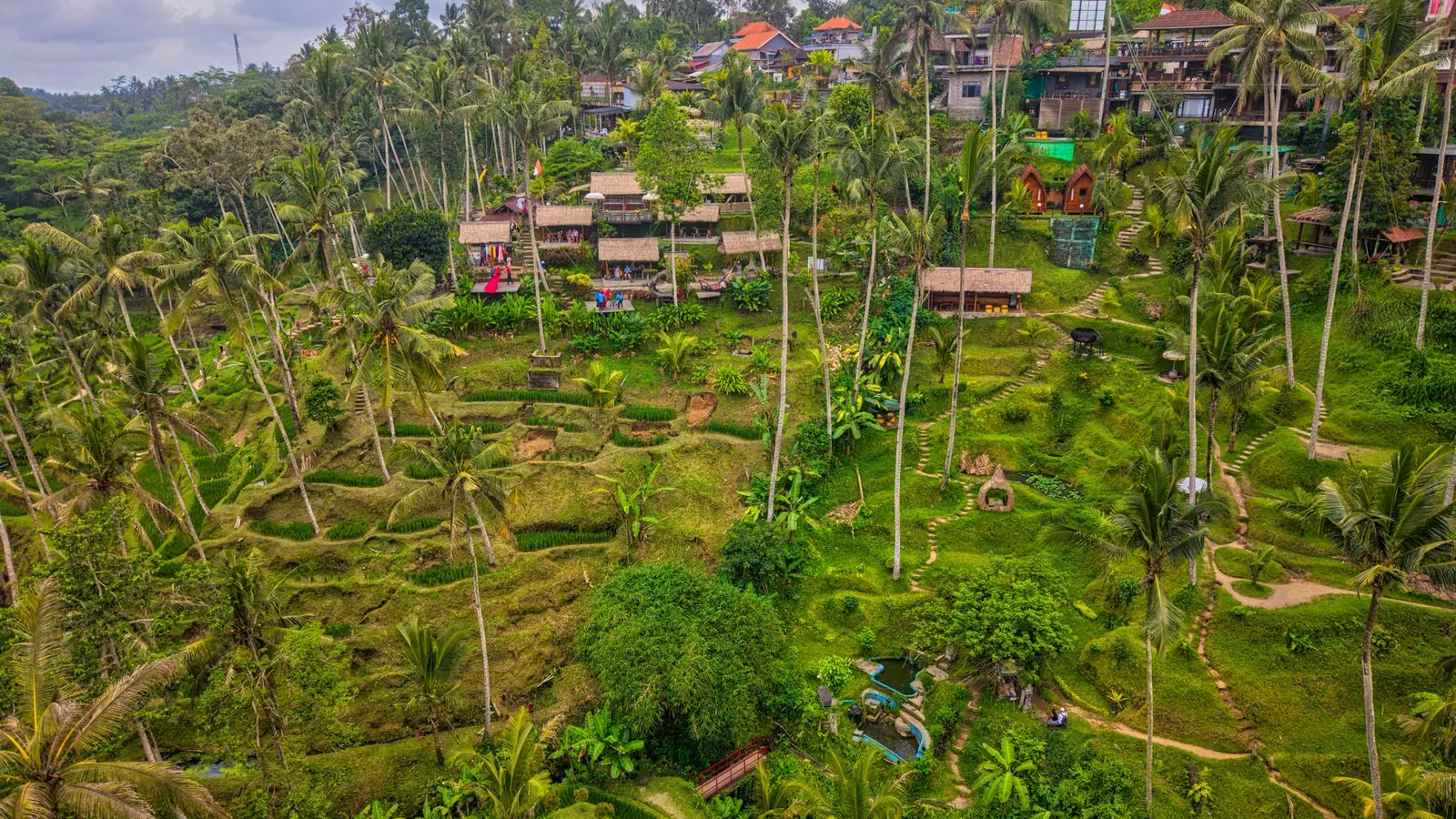 Rice terraces and palm trees in Tegallalang, Gianyar