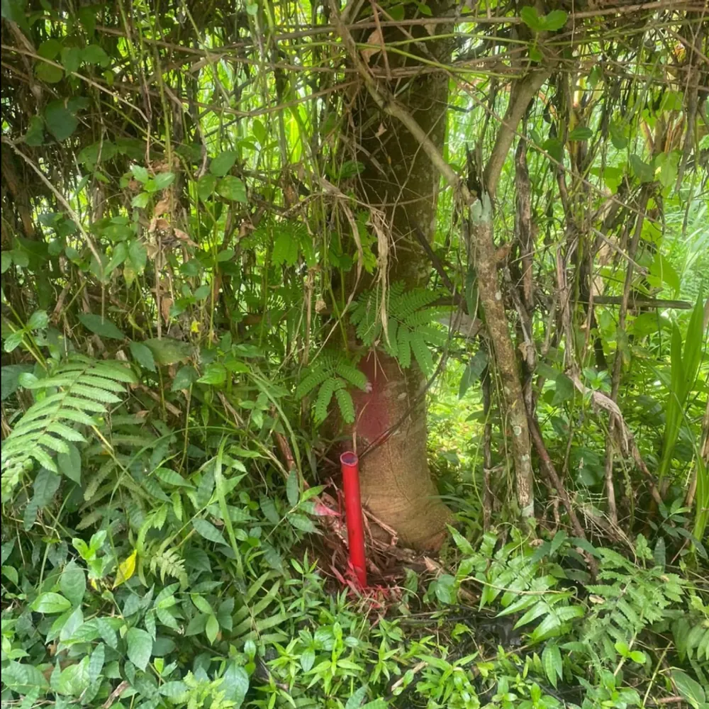 Red boundary marker stake placed among plants during a land survey